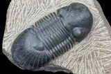 Paralejurus Trilobite Fossil - Excellent Specimen #75575-2